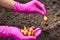 Manual planting of onions in the ground. Spring gardening. Garden tools and seedlings on the soil. Spring in the garden