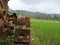 A manual tractor made of steel for plowing rice fields used to prepare land for rice cultivation.