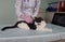 Manual veterinarian conducts ultrasound examination of cat