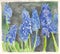 Manually made watercolor painting or illustration of Muscari flower