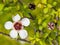 Manuka flower closeup