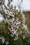 Manuka flowers blooming in spring in New Zealand