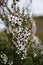 Manuka flowers blooming in spring in New Zealand