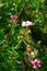 Manuka myrtle(leptospermum scoparium)