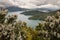 Manuka trees above Queen Charlotte Sound