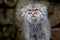 Manul or Pallas`s cat, Otocolobus manul, cute wild cat