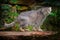 Manul or Pallas`s cat, Otocolobus manul, cute wild cat from Asia. Wildlife scene from the nature. Animal in the nature habitat,