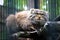 Manul is a predatory mammal of the cat family.