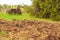 Manure from cows on an agricultural field, a pile of natural manure to fertilize the soil on the field