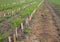 Manure on a field