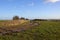 Manure heap and muddy track