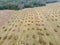 Manure heaps lie beautifully in even rows in the field before sowing.