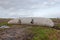 Manure storage in a flexible tank