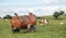 Manure tank in agricultural land, a farmyard, green meadow with cows and sky with clouds