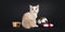 Manx cat kitten on black background background