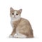 Manx cat kitten on white background