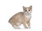 Manx cat kitten on white background