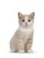 Manx cat kitten on white background