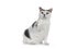Manx cat on white bckground