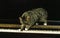 Manx Domestic Cat, Cat Breed without Tail, Adult standing on Piano