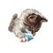 Manx kitten digital art illustration. Domestic animal, Manks cat watercolor portrait of playful kitten, Felis catus originated