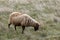 Manx Loaghtan rare breed sheep