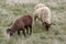 Manx Loaghtan rare breed sheep and lamb