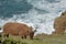Manx Loagthan sheep grazing by sea at Devilâ€™s Hole, Jersey