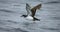 Manx Shearwater, Noordse Pijlstormvogel, Puffinus puffinus