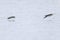 Manx shearwater Puffinus puffinus in flight at Boston Revere Beach.
