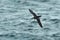 A Manx Shearwater, seabird, Puffinus puffinus.