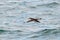 A Manx Shearwater, seabird, Puffinus puffinus.