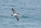 A Manx Shearwater, seabird, Puffinus puffinus flying.