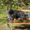 Manx tabby Cat in the garden, watching.