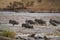 Many African Wildebeests (Gnu) migrate. They cross the Mara river. some death.