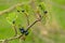 Many alder leaf beetles eating the leafs of an alder tree - Agelastica alni