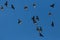 Many alpine choughs pyrrhocorax graculus flying in blue sky