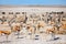 Many animals at waterhole in Etosha Namibia