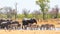 Many animals at a waterhole in Hwange National Park with a natural bush background