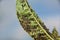 Many aphids on a cherry tree leaf