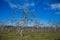 Many Apple Trees in a field