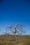 Many Apple Trees in a field