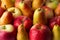 Many apples and pears of yellow-red color are densely arranged in rows