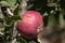 Many apples on the trees mature, close-up