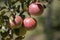 Many apples on the trees mature, close-up