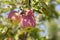 Many apples on the trees mature, close-up