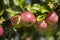 Many apples on the trees mature, close-up