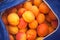 Many apricots picked from the tree in a blue bag. Fresh, bio apricots