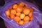 Many apricots picked from the tree in a violet cellophane package. Fresh, bio apricots