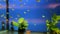 Many aquariums with exotic fish and plants for sale in pet shop